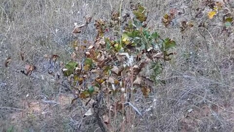 First deer hunting trip 2019