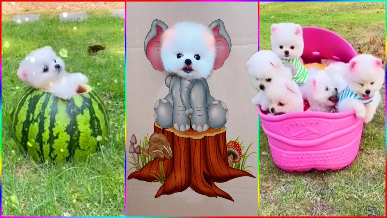 Funny and cute dog prom