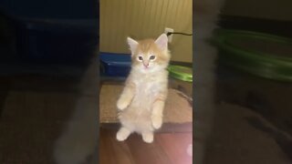 Kitten learns to Prairie Dog!