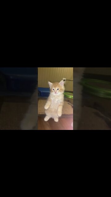 Kitten learns to Prairie Dog!