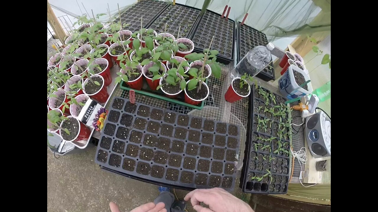 Seed Starting In The Greenhouse