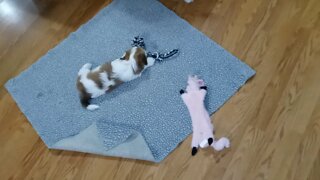 K Litter - Kitchen Play Time(3)