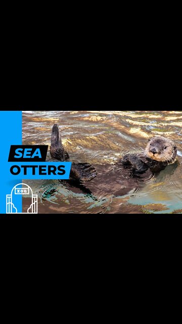 Sea Otters and a Tortoise at the Zoo