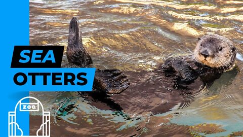 Sea Otters and a Tortoise at the Zoo