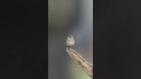 Such Amazing birds chirping shorts video #shorts (1)
