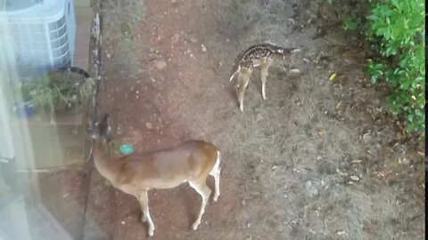 A Momma Deer and her Fawn in Big Canoe - 07/19/20