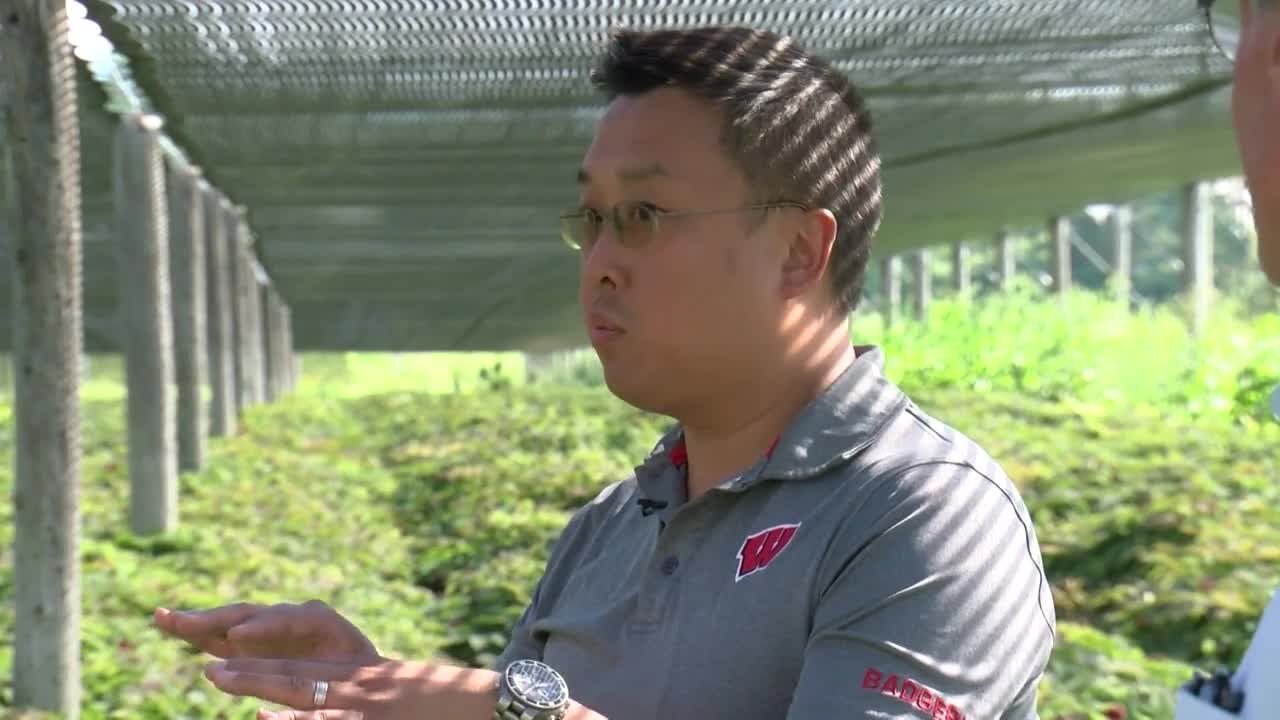 Road to November: Wisconsin ginseng farmer shares biggest concerns ahead of Election Day