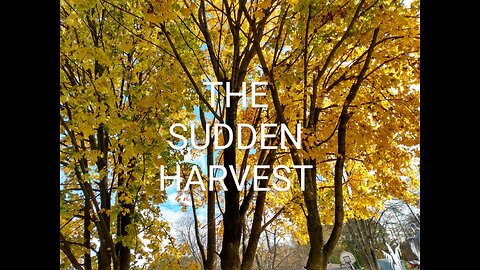 The Sudden Harvest 11/12/22