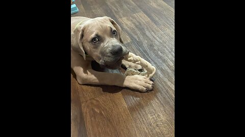 Cane Corso Puppy Take a Dump on Snow White