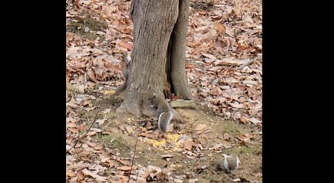 2024 WV Deer Season Squirrels being Squirrel