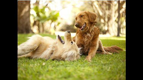 Happy Dog