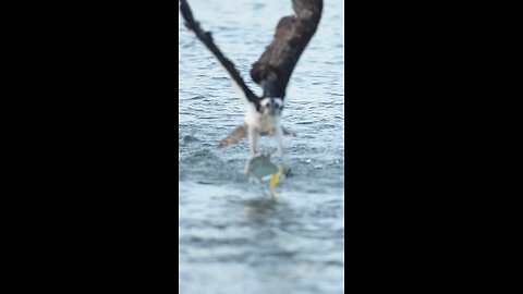 There is a very common myth that once an Osprey grabs a fish.