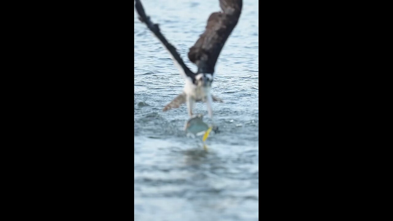 There is a very common myth that once an Osprey grabs a fish.