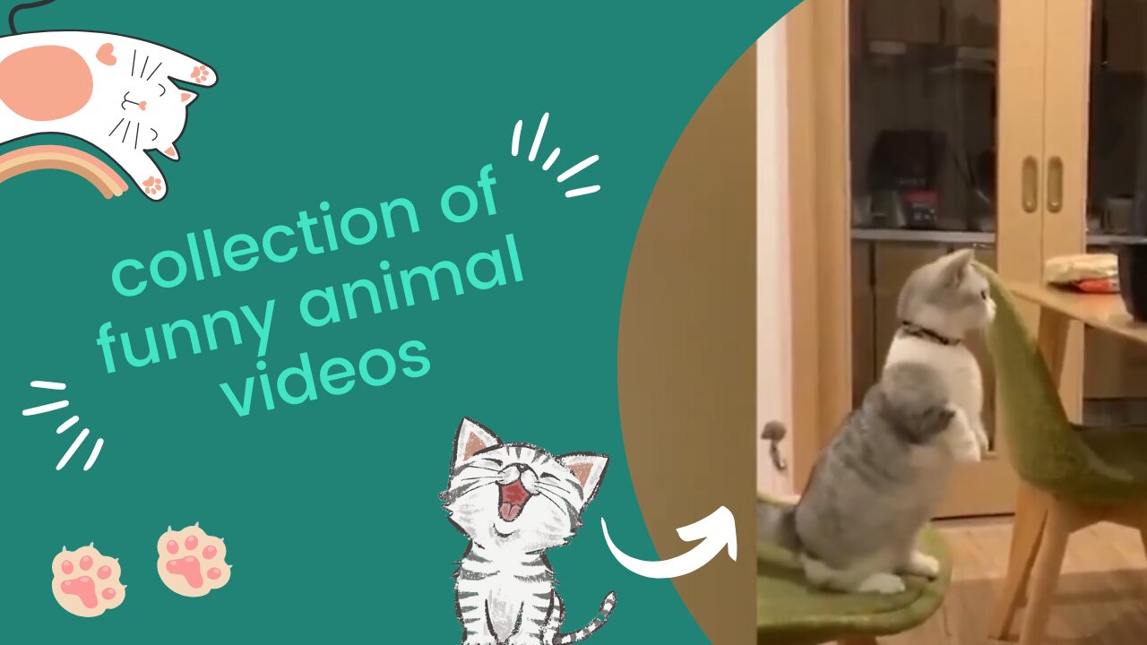 funny animal videos | cutest cat 😂