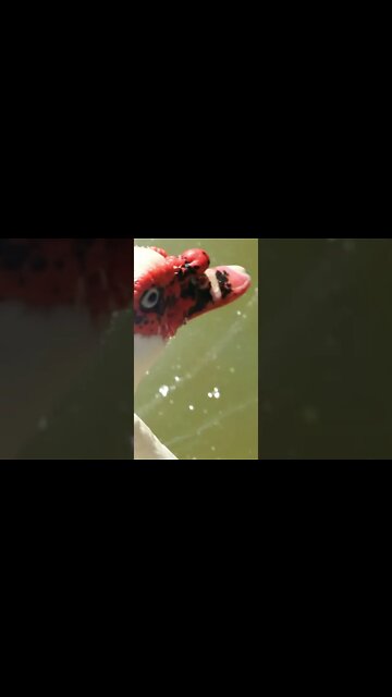 Duck Sounds #Shorts 🎙