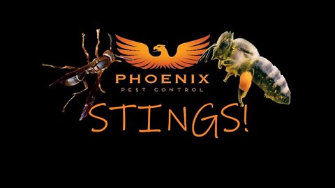 All about Stings #whatbugsme