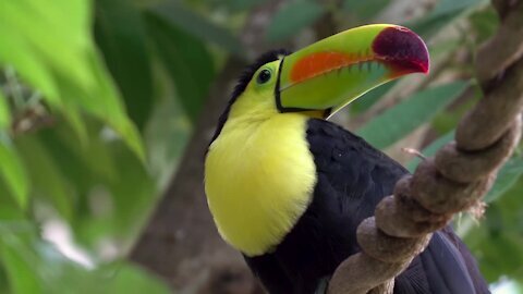 Toucan bird