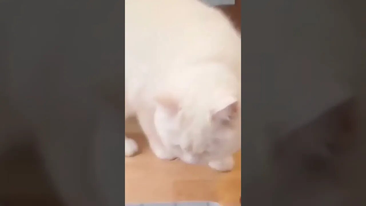 Cat Video #shorts #reels #cat #funny