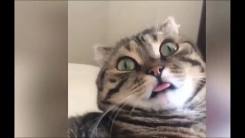 Best Of The 2021 - Funny Animal Videos #01