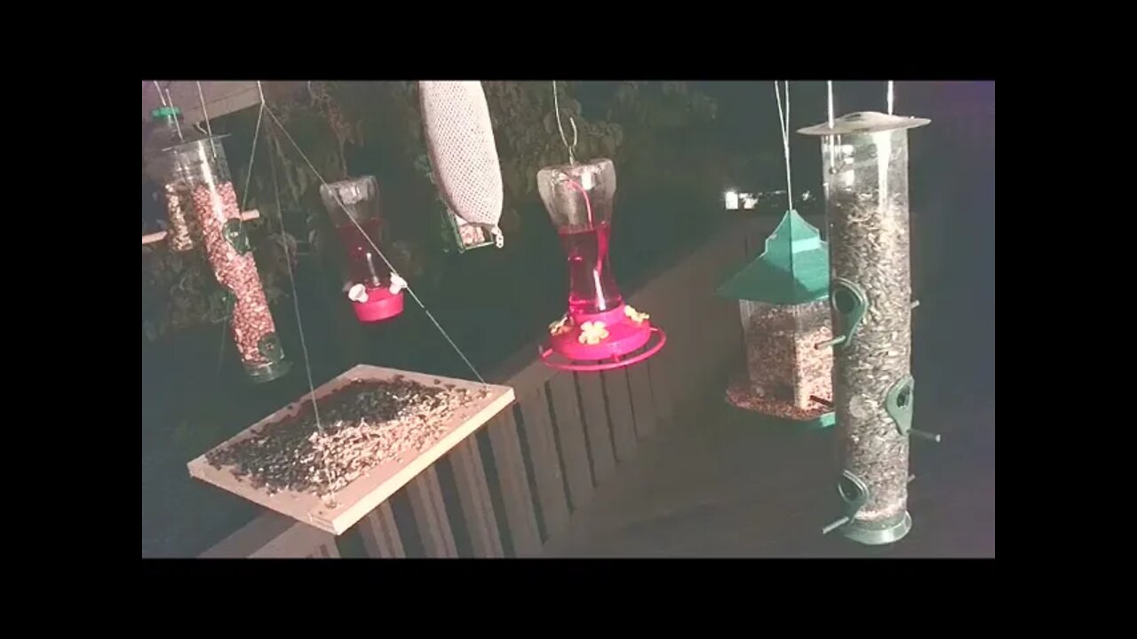 Live Sept 16 2021 Bird Feeder in Asheville NC. In the mountains