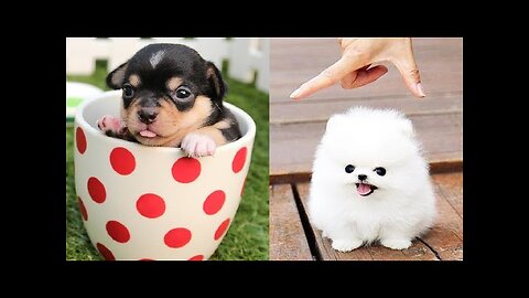 Ultimate Baby Dogs