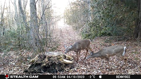 Trail Cam April 2023