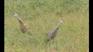 Sandhill Cranes