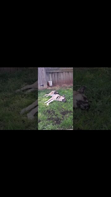 Pay Attention To me #shorts