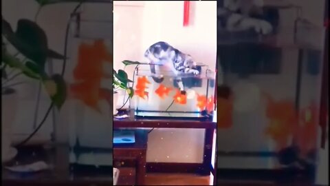 Cat catching fish #cat videos #shorts #cat