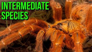 Top 10 INTERMEDIATE Tarantulas for YOU!