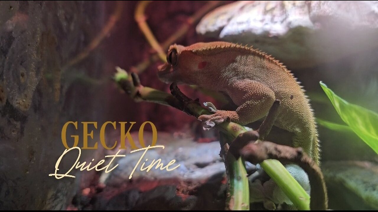 Gecko Quiet Time 🦎