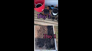 Plant growth daily update