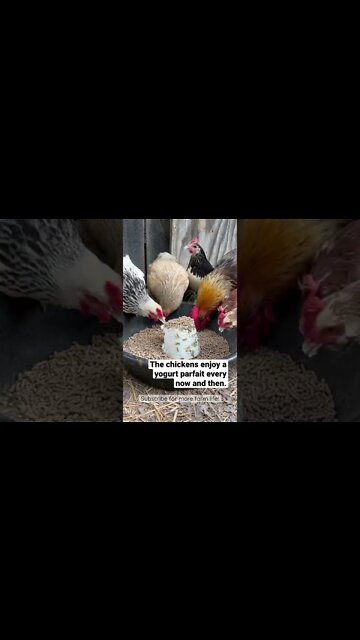 Yogurt Parfait for Chickens // Tasty Chicken Treat! #shorts
