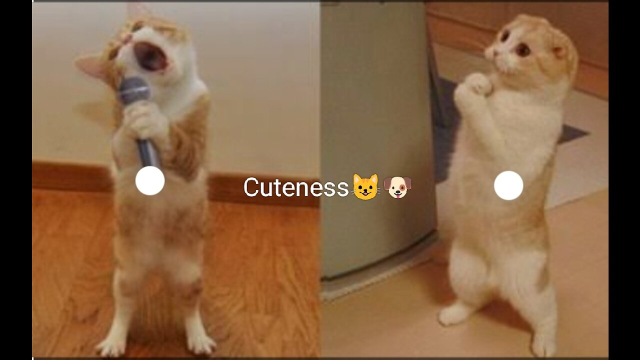 Funny animals