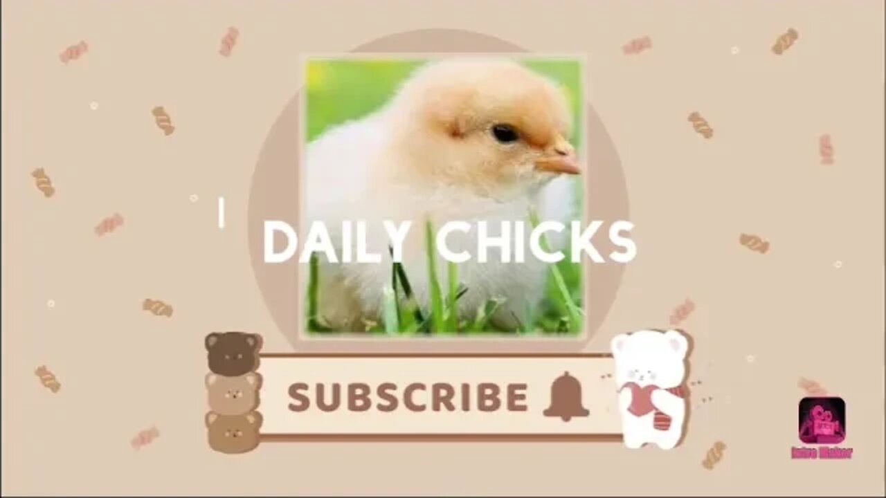 Daily update about chicks