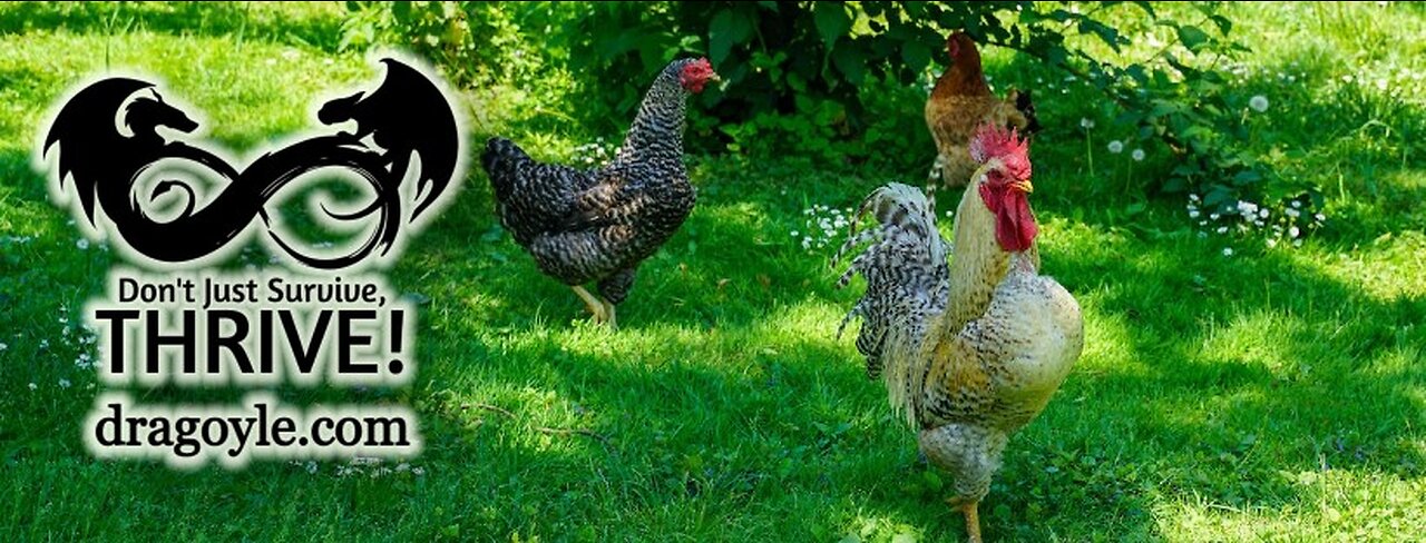 What A Beginner Needs To Know About Raising Chickens