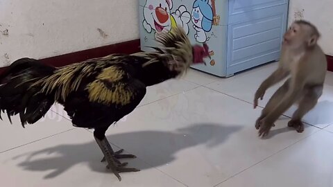 Monkey and cock fight funny video