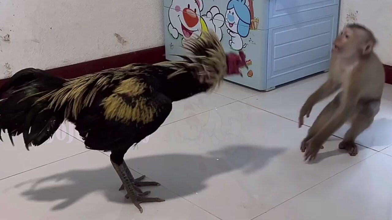 Monkey and cock fight funny video