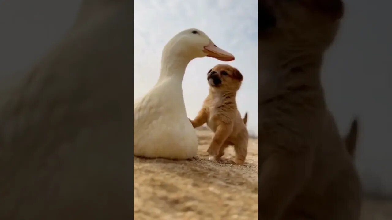 Puppy🐕and🐤Duck! So Cute! 🐾💕#shorts