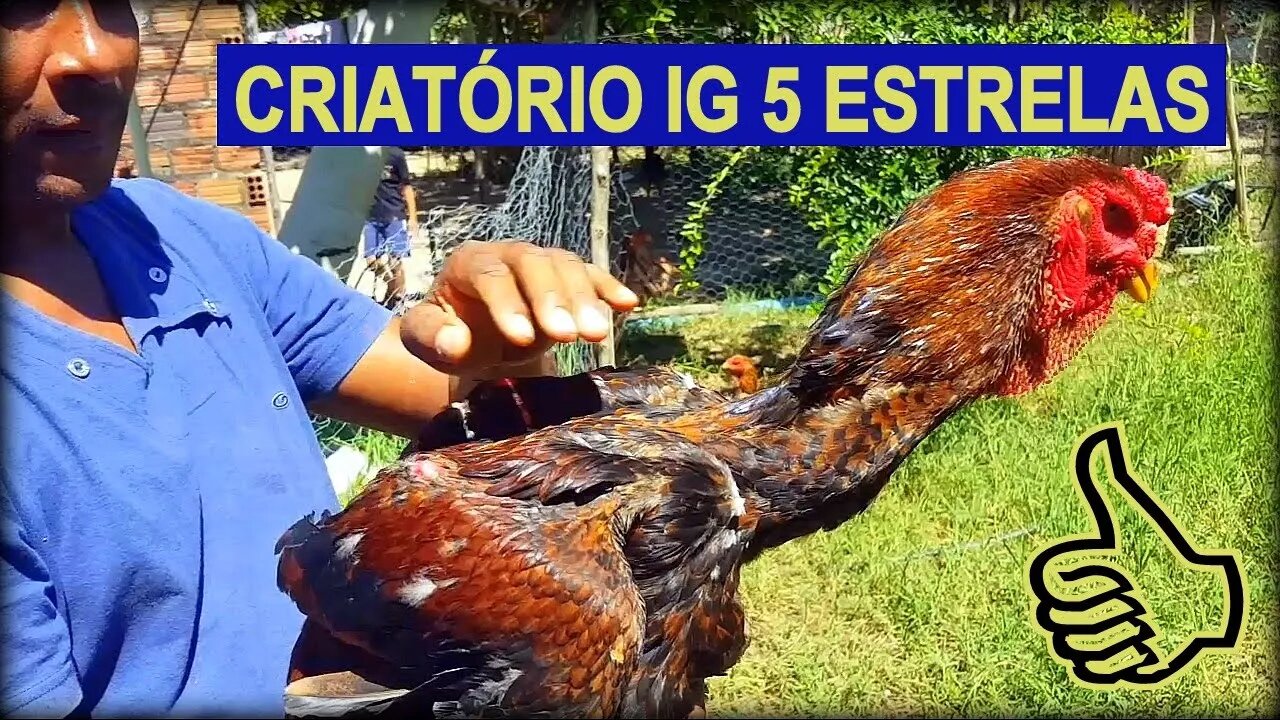 Veja as aves IG deste criador! Criatório IG 5 Estrelas - Alto padrão racial e genética comprovada!!!