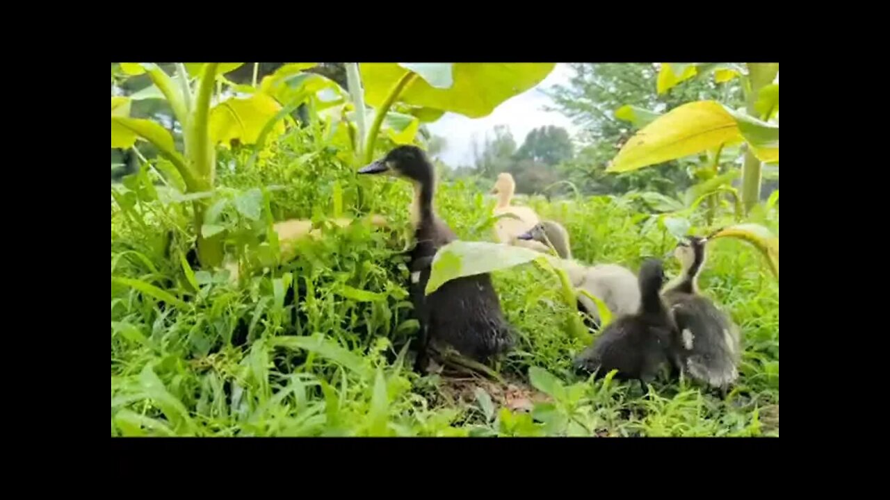 Baby Ducks In The Jungle?