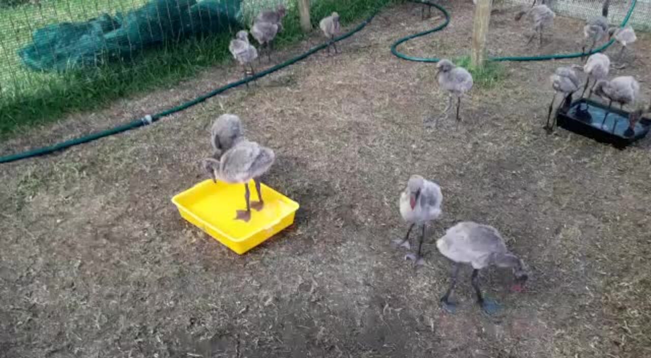 SOUTH AFRICA - Durban - The progress of the rescued flamingo chicks (Video) (RfR)