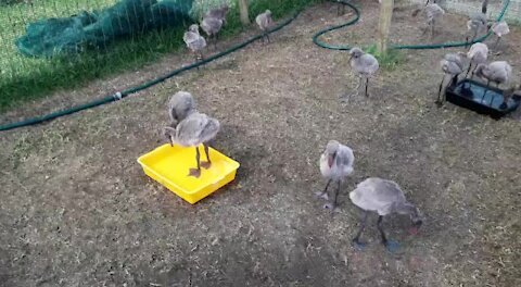 SOUTH AFRICA - Durban - The progress of the rescued flamingo chicks (Video) (RfR)