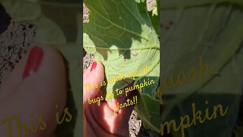 best hack for squash bugs #shortsvideo #Socialmedia #tips #garden #organic @TalkwithSally