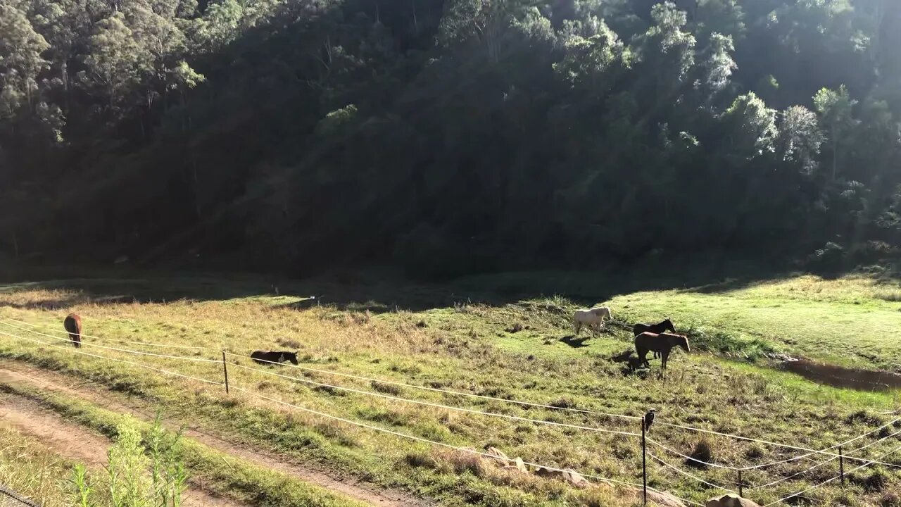 Brumby watch. All but one are dozing.