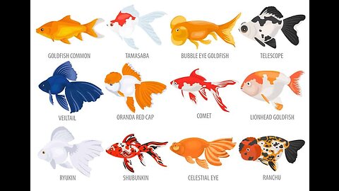 All types of goldfish in one video @wearefishlover