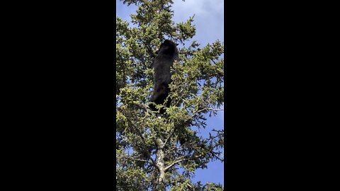 Bear in a tree