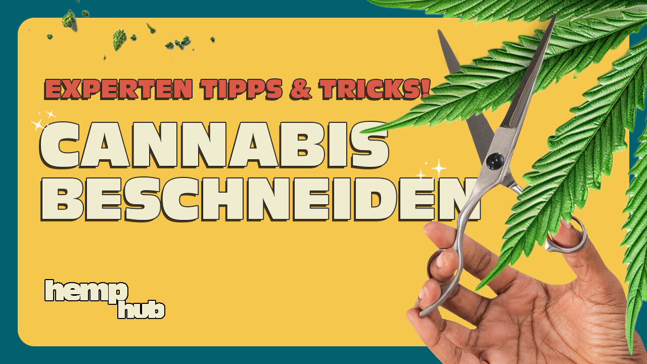 Cannabis beschneiden, toppen und stutzen - Tipps & Tricks vom Experten