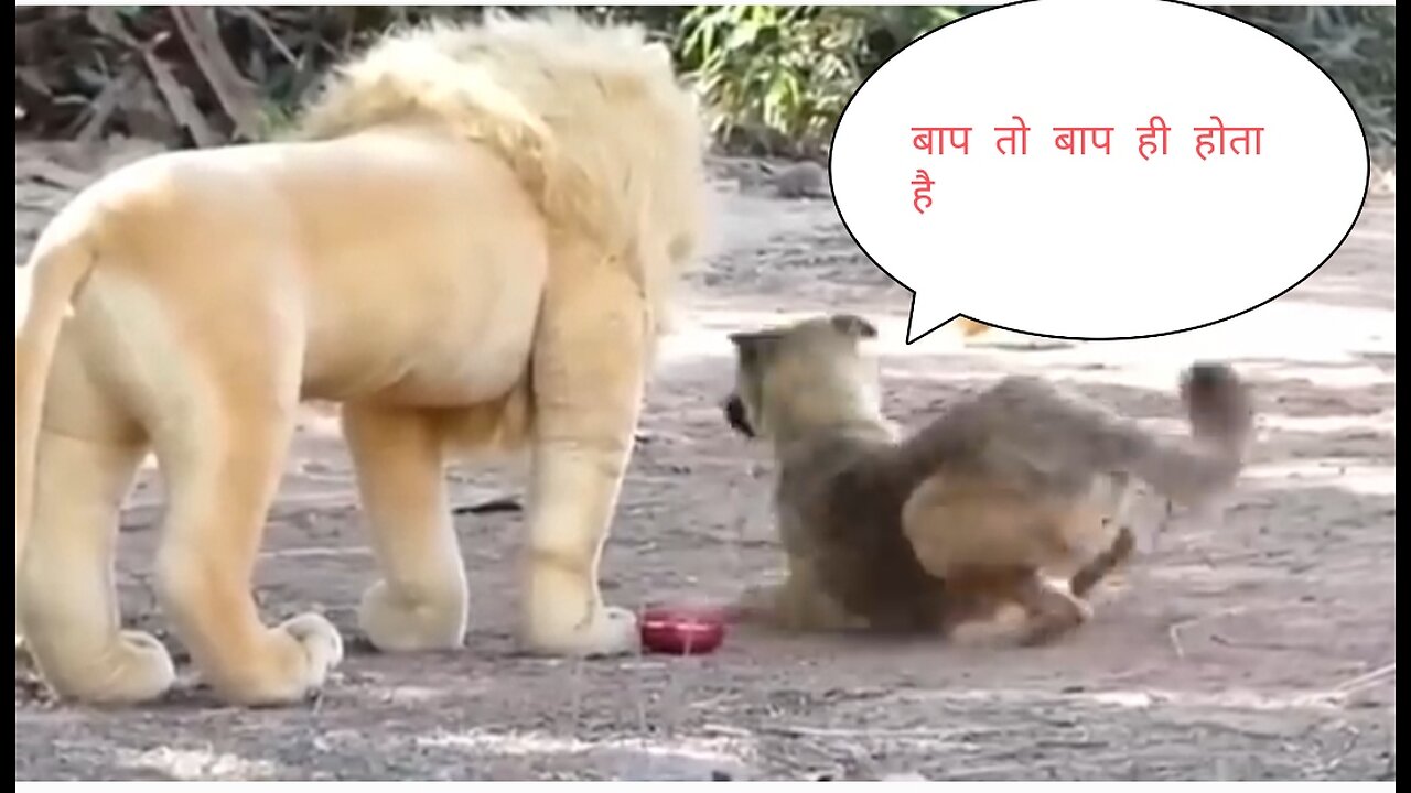 Funny dong prank video fake lion prank prank with dog