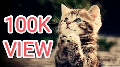 Funny animals| funny animal video| cute cats| funny video